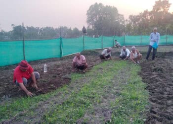 हात्ती मैत्री किसान समूहद्वारा ‘सामूहिक सब्जी खेती’