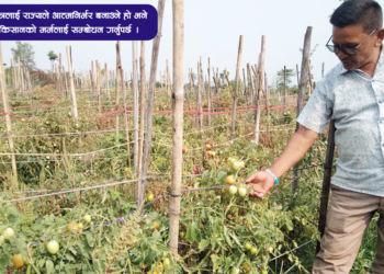 तरकारी खेतीबाट आम्दानी गर्दै किसान