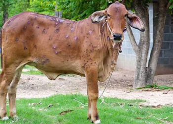मेचीनगरमा आफ्नै खर्चमा खोप लगाउँदै किसान
