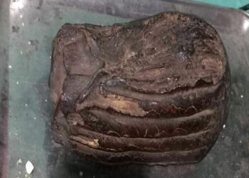 हात्तीको बंगारासहित २ जना पक्राउ
