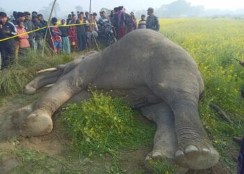 बाह्रदशीमा हात्ती मृत फेला