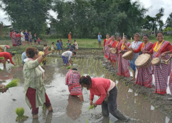 एमाले मेचीनगरले मनायो धान दिवस