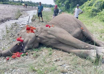 मेचीनगरमा अर्को हात्ती पनि मृत भेटियो