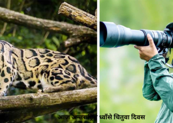 ध्वाँसे चितुवाको महत्व
