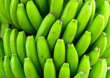 किसानले बेच्न ल्याएको काँचो केरामा उच्च मात्रामा विषादी