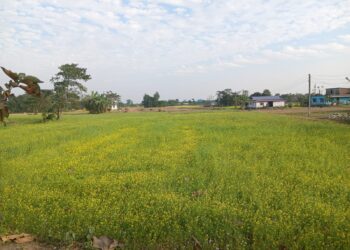 ताेरी खेतीबाट मनग्ये आम्दानी गर्दै किसान