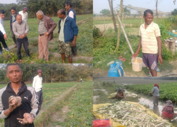 आलु खेती प्रर्बद्धनमा चासो राख्दै मेचीनगर (भिडियोसहित)