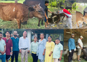 लम्फी स्किन संक्रमण : किसानको गोठमै पुगेर खोप लगाउँदै प्राविधिक