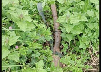 भद्रपुरमा वेवारिसे अवस्थामा भरूवा बन्दुक भेटियाे