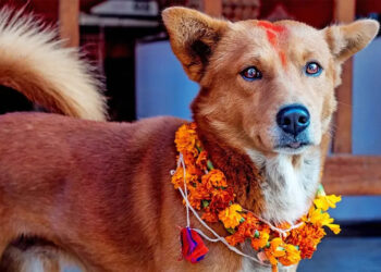 आज एकैदिन कुकुर र लक्ष्मी पूजा