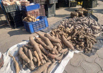 बाहुनडाँगीमा चौंथो अन्तराष्ट्रिय ‘तरुल उत्सव’