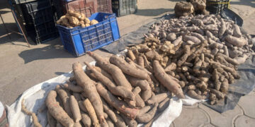 बाहुनडाँगीमा चौंथो अन्तराष्ट्रिय ‘तरुल उत्सव’