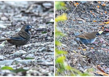 चरा अनुसन्धान टाेलीले पाँचथरमा भेट्याे दुर्लभ दुई वटा चरा