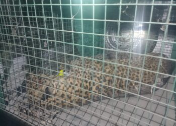 चितुवाकाे आक्रमणबाट सशस्त्र प्रहरीसहित ४ जना घाइते