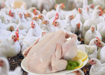 मरेको ब्रोइलर कुखुराको मासु खाँदा दाजु–भाइको मृत्यु