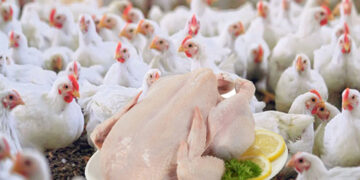 मरेको ब्रोइलर कुखुराको मासु खाँदा दाजु–भाइको मृत्यु