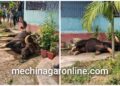 काँकरभिट्टामा जंगली ´गाैर गाई` : मान्छेलाई खेदाउँदा लडेर मर्याे