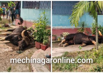 काँकरभिट्टामा जंगली ´गाैर गाई` : मान्छेलाई खेदाउँदा लडेर मर्याे
