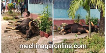 काँकरभिट्टामा जंगली ´गाैर गाई` : मान्छेलाई खेदाउँदा लडेर मर्याे