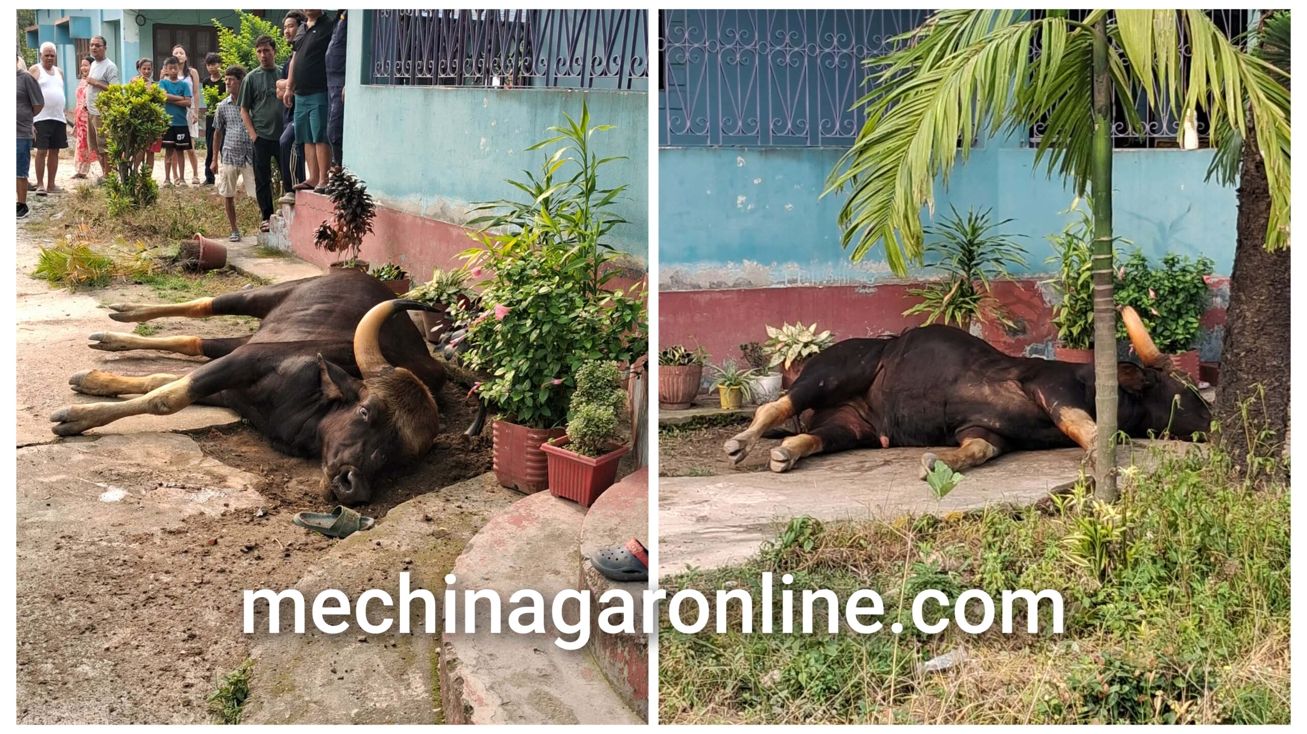 काँकरभिट्टामा जंगली ´गाैर गाई` : मान्छेलाई खेदाउँदा लडेर मर्याे