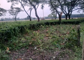 चिया बगान मालिकलाई प्रहरीले भन्याे-´दशगजा खाली राख्न बालेन सरकारकाे निर्देशन छ`