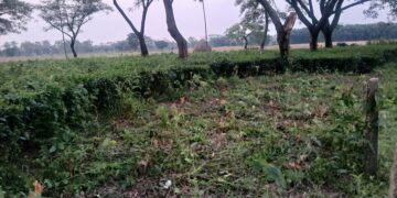 चिया बगान मालिकलाई प्रहरीले भन्याे-´दशगजा खाली राख्न बालेन सरकारकाे निर्देशन छ`
