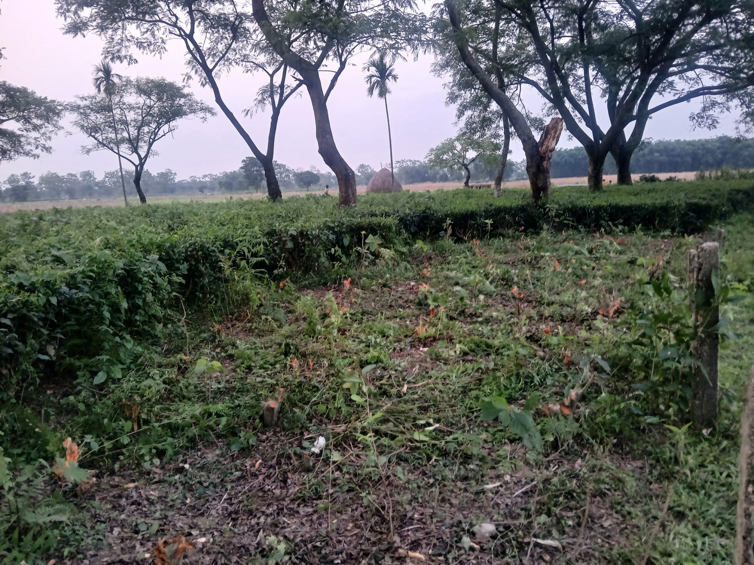 चिया बगान मालिकलाई प्रहरीले भन्याे-´दशगजा खाली राख्न बालेन सरकारकाे निर्देशन छ`