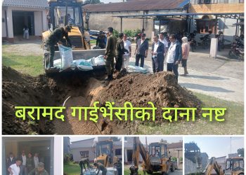 बरामद गरिएको ४९० किलाे गाईभैंसीकाे दाना नष्ट