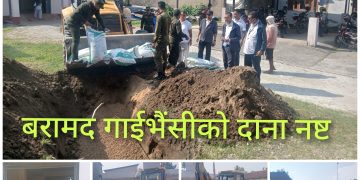 बरामद गरिएको ४९० किलाे गाईभैंसीकाे दाना नष्ट